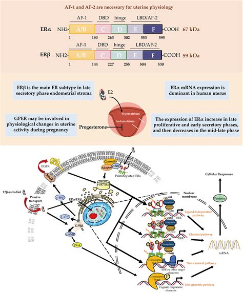 Frontiers | Estrogen Receptor Function: Impact on the Human Endometrium