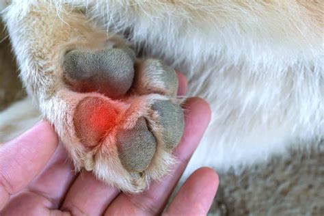 Red Paws on Dogs: Causes and Treatments (With FAQs)