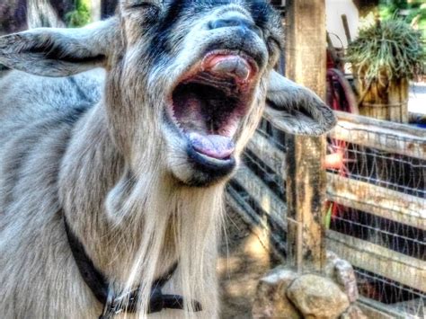 Funny Goat Free Stock Photo - Public Domain Pictures