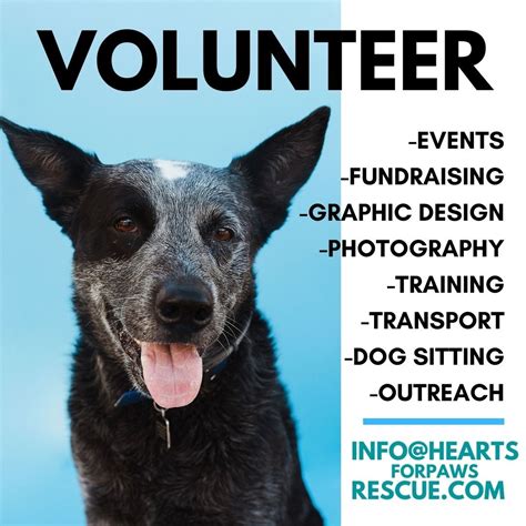 Volunteer/Jobs — HEARTS FOR PAWS