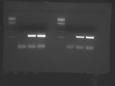 Gel electrophoresis lab report. Writing Center 24/7.