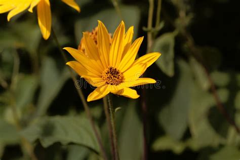 Flower of a Jerusalem Artichoke, Helianthus Tuberosus Stock Photo ...