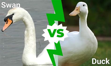 Swan vs Duck: 5 Key Differences - A-Z Animals