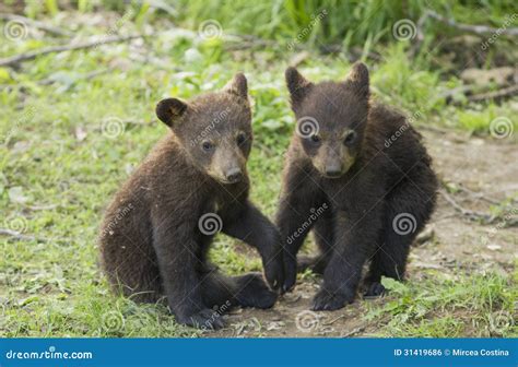 Black Bear Cubs Playing Royalty Free Stock Image - Image: 31419686