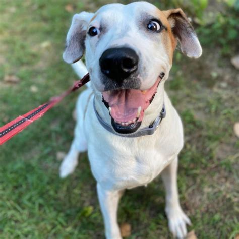 Hound Dog Who Has Spent Years Waiting At Shelter Is Hoping For A Home ...