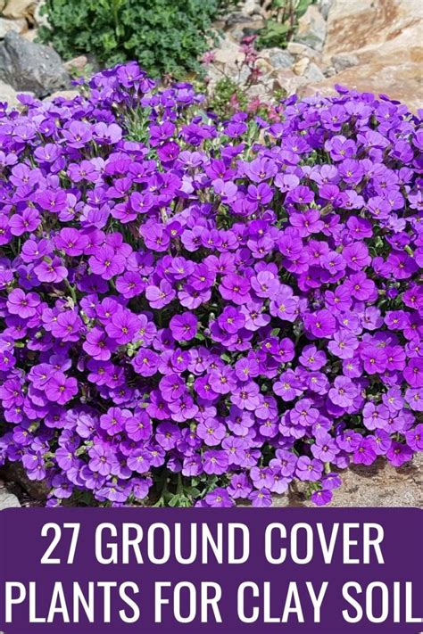 27 Ground Cover Plants For Clay Soil You'll Love