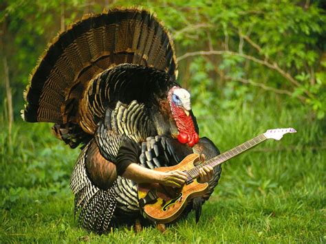 Thankgsiving turkey rocking out on guitar | ZOT Zin Guitar Lessons