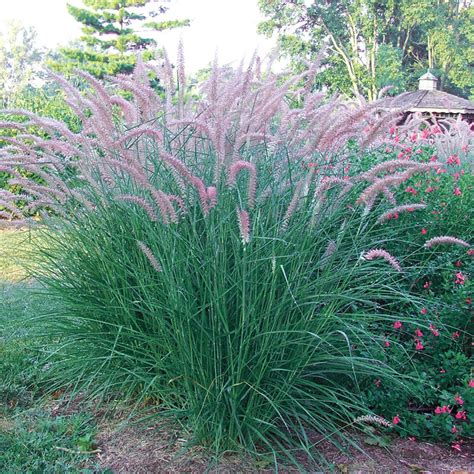 Enjoy Rose Fountain Grass | Gurney's Seed & Nursery Co.