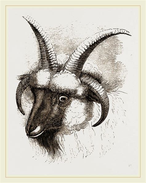 Ram Head Drawing at GetDrawings | Free download