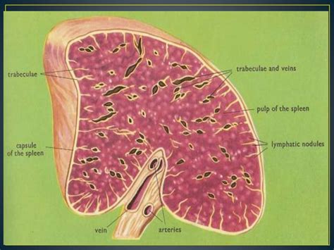 Spleen anatomy