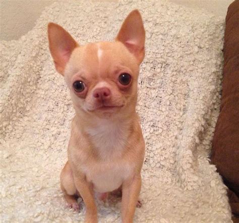 Teacup Applehead Chihuahua, Available For Stud | Chihuahua love, Teacup chihuahua puppies, Cute dogs