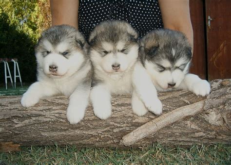 ALASKAN MALAMUTES, KENNEL, puppies for sale, alaskan malamute breeders ...