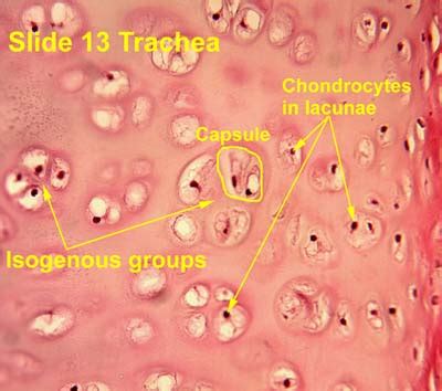 Cartilage