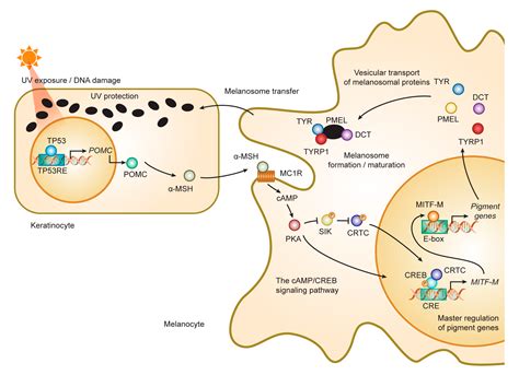 Melanogenesis Signaling Pathway