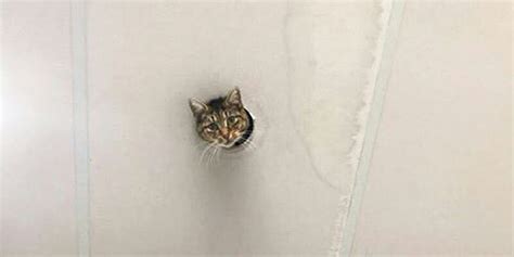 New Ceiling Cat Meme Pokes Its Head Out To Say Hello