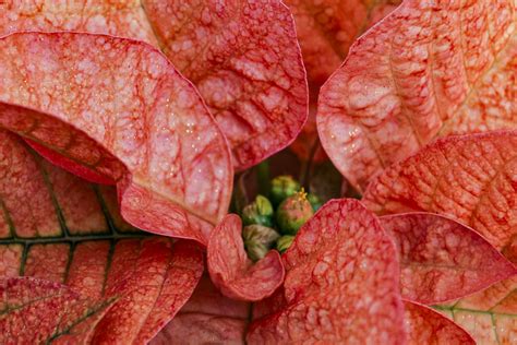 Flower of the Day – December 17, 2016 – Poinsettia – Cee's Photo Challenges