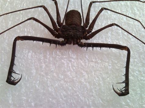 cave spider - Google Search | Spider, Cool bugs, Bugs and insects