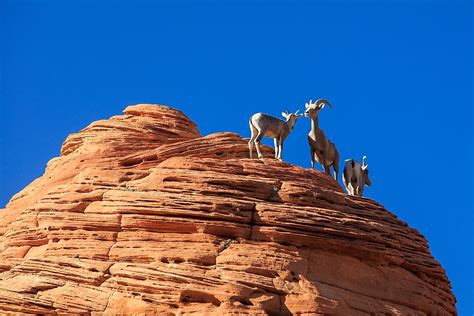 Animals That Live In Utah - WorldAtlas