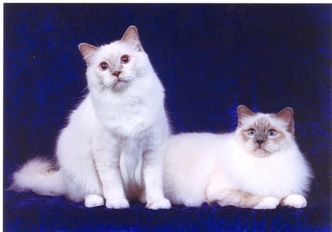 Cat Lucky: Birman Cat Breed