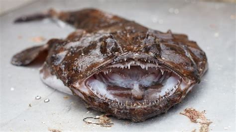 Deep Sea Anglerfish: Fun Facts, Habitat, Behavior, Light Lure