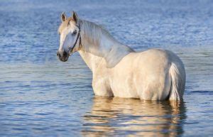 Can Horses Swim? Complete Guide