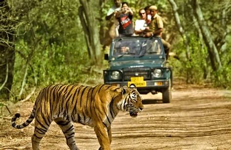 Dandeli Wildlife Sanctuary Guide: All You Need To Know!