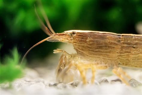 Bamboo Shrimp Care, Information, & Pictures - Build Your Aquarium