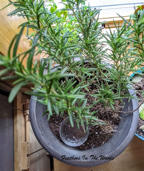 How to grow rosemary indoors and out - Feathers in the woods