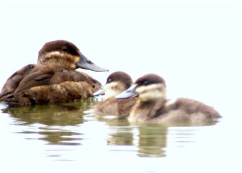 HERTFORDSHIRE BIRDING: RUDDY DUCKS have a successful breeding season