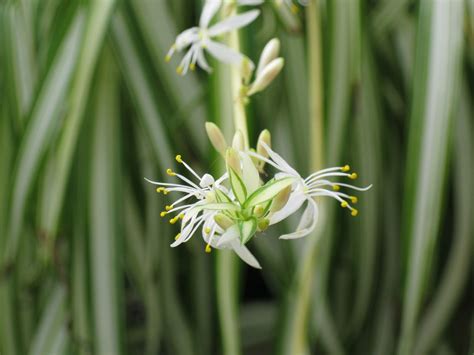 Plant Daddy: Chlorophytum flowers..........