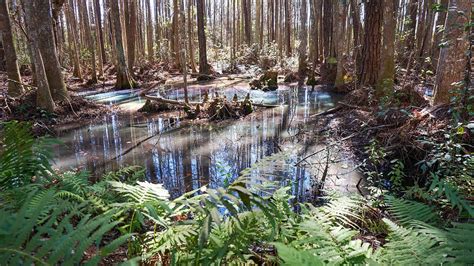 Osceola National Forest | Florida – Florida Hikes