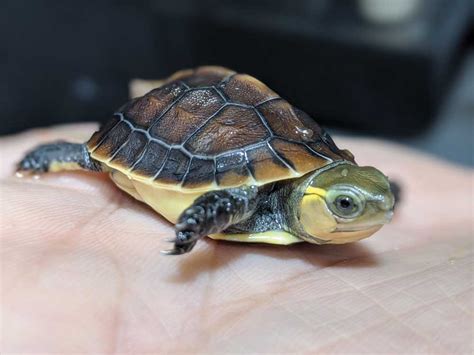 Chinese Box Turtle Care And Breeding - Reptiles Magazine