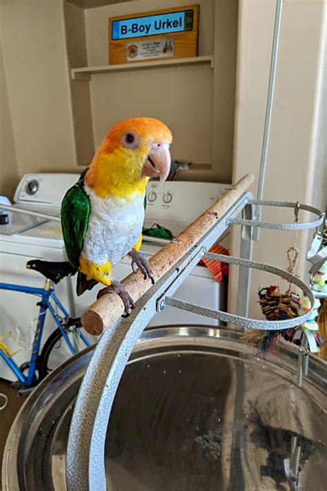 Looking to adopt a pet? Here are 4 lovable birds to adopt now in