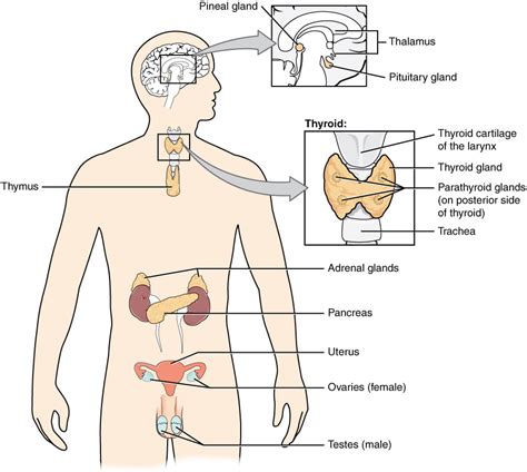 Animal Hormones | Organismal Biology