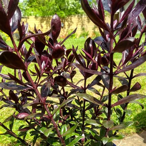 Hebe 'Black Beauty', Shrubby Veronica 'Black Beauty' in GardenTags plant encyclopedia