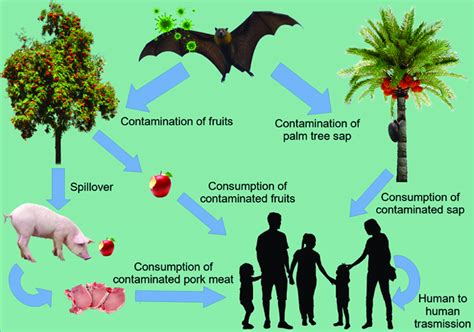 Transmission of Nipah virus (NiV), adapted after [108]. Fruit bats are... | Download Scientific ...