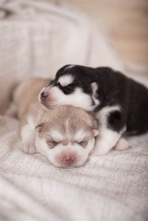 Cute Little Newborn Husky Lying Together and Sleeping Stock Photo - Image of canine, sleep: 62538142