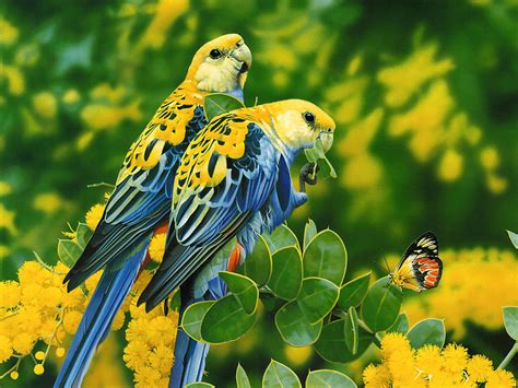 Gallery Mangklex: Love Birds Wallpapers