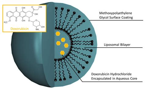 The Innovation Pharm Blog: Doxorubicin Liposomal: An Improvement on Chemotherapy