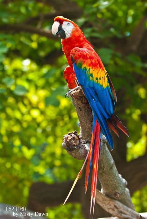 Macaw Wallpapers - Wallpaper Cave