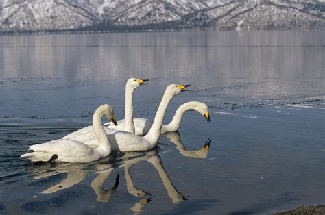 Whooper Swans On Icy Lake Hokkaido Japan Photograph by Konrad Wothe - Fine Art America