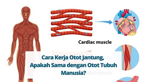 Memahami Cara Kerja Otot Jantung - Primaya Hospital