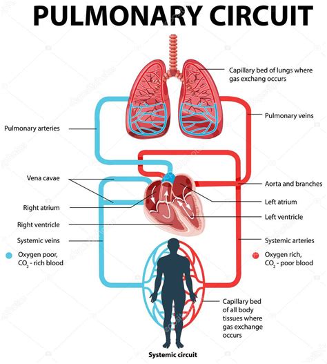 Diagrama que muestra la ilustración del circuito pulmonar 2024