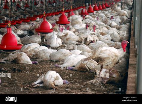 agriculture, avian flu. h5n1, chicken bird flu Stock Photo: 30249020 ...