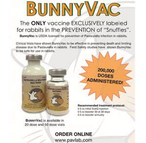 Pasteurella - Snuffles| Contagious, Symptoms,Prevention, Cure - RabbitPedia.com