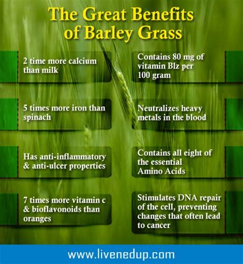 The Great Benefits of Barley Grass | Anti Inflammation Diet | Pinterest ...