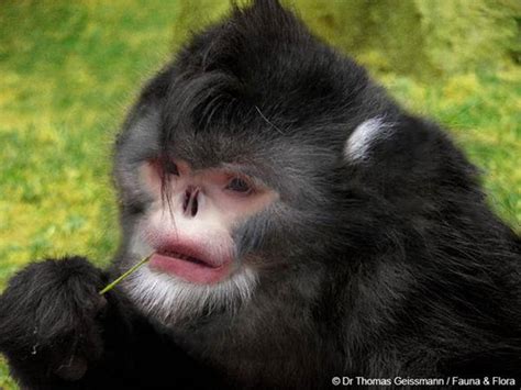 New monkey, fish species found in Himalayas