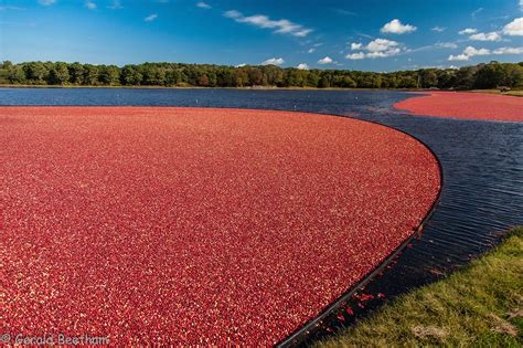 cranberry harvest on Behance