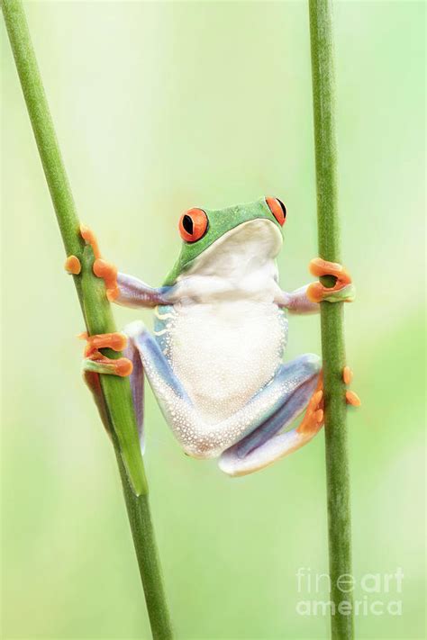 Red Eyed Tree Frog Holding On Photograph by Linda D Lester - Pixels