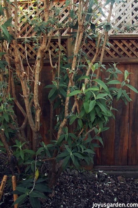 Pruning Buddleia Davidii aka Butterfly Bush